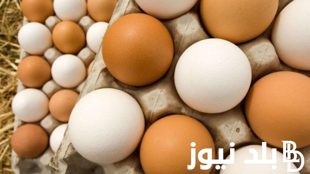 Latest Update: Egg and Chicken Prices Stabilize at the Beginning of Trading on Poultry Exchange – Sunday, 2/11/2024