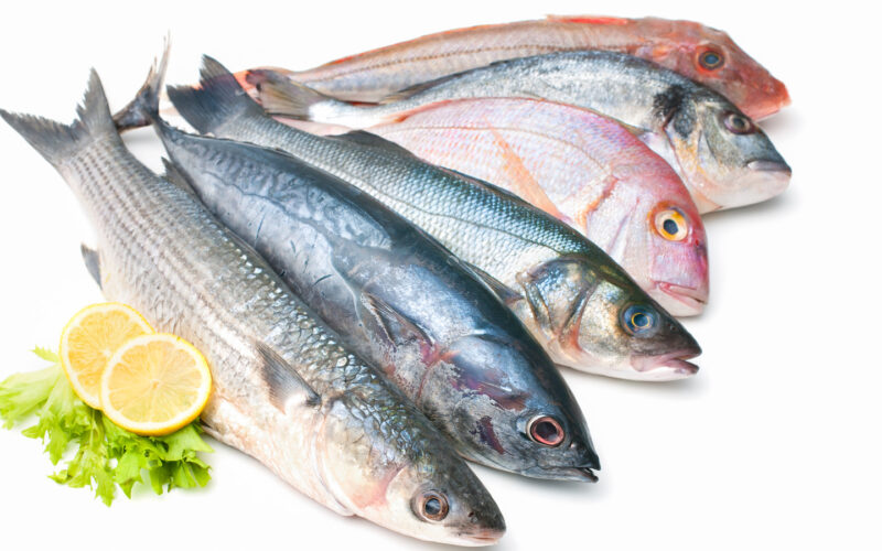 “كل الاصناف” اسعار السمك اليوم الخميس 16 مايو 2024 في مصر للمستهلكين